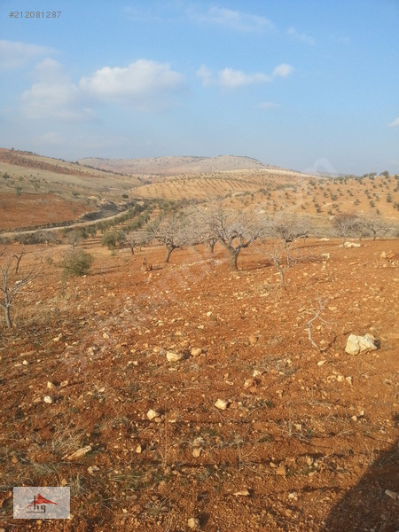 HAKSAL GAYRİMENKUL'DEN NİZİP KOCATEPE'DE 2.950m2 FISTIKLIK