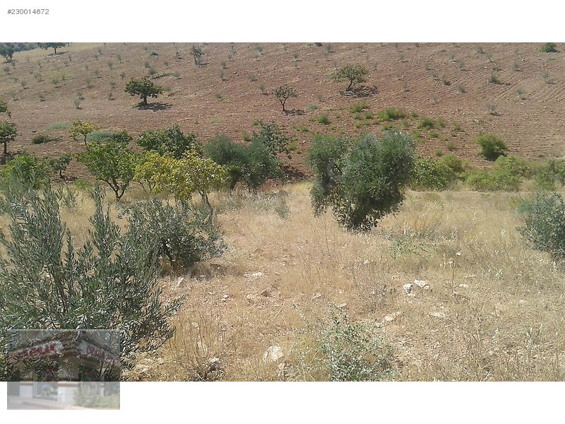 satlık uygun fiyatlı zeytin ve fıstık bahcesi