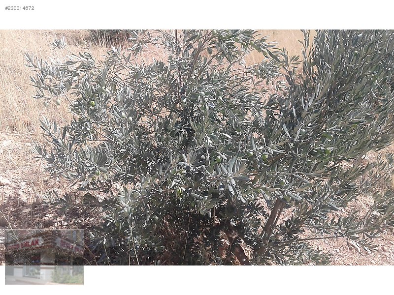 satlık uygun fiyatlı zeytin ve fıstık bahcesi