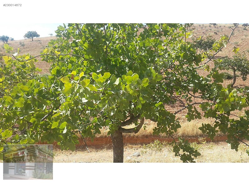 satlık uygun fiyatlı zeytin ve fıstık bahcesi