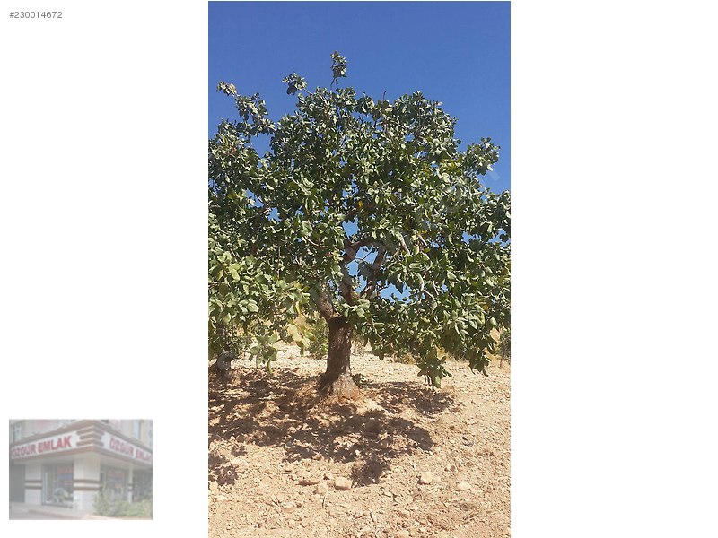 satlık uygun fiyatlı zeytin ve fıstık bahcesi