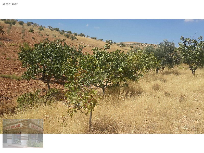 satlık uygun fiyatlı zeytin ve fıstık bahcesi