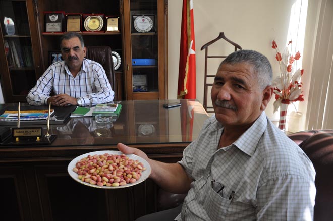 Beng fistiği yetiştirdi ödülü aldi