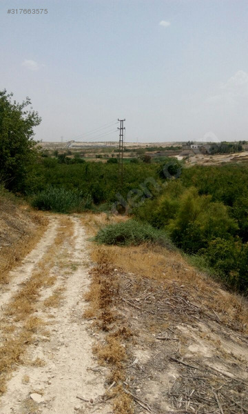 8 yillik yetişmiş hicaz nar bahcesi