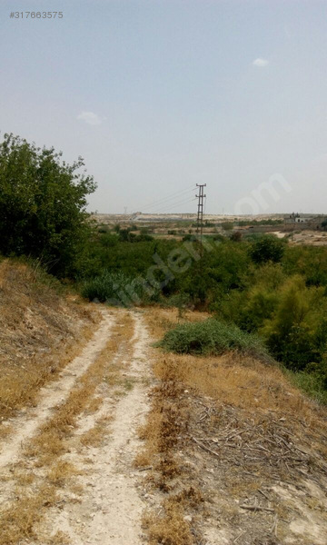8 yillik yetişmiş hicaz nar bahcesi