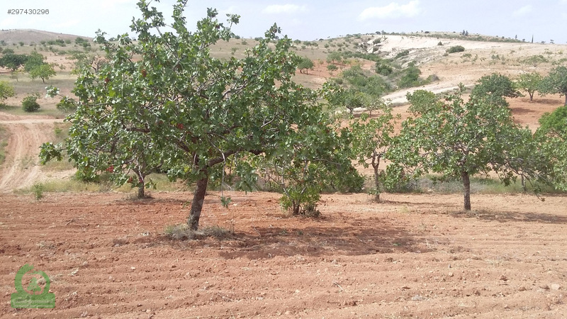 çağrı gayrimenkuldan nizip kocatepe satılık 11.000m2 fıstıklık