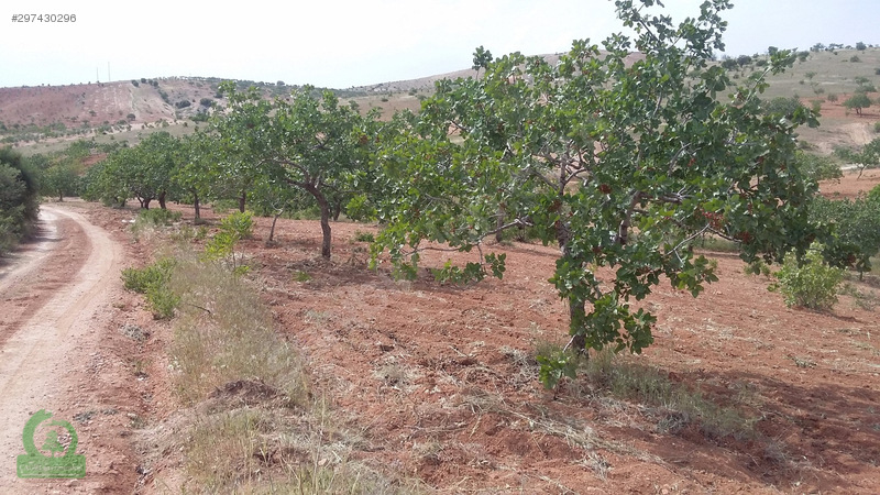 çağrı gayrimenkuldan nizip kocatepe satılık 11.000m2 fıstıklık