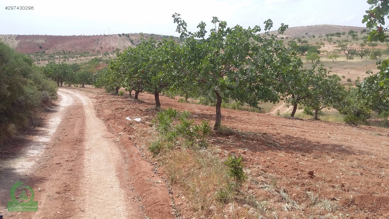 çağrı gayrimenkuldan nizip kocatepe satılık 11.000m2 fıstıklık