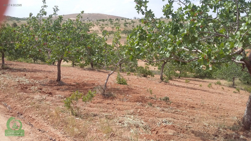 çağrı gayrimenkuldan nizip kocatepe satılık 11.000m2 fıstıklık