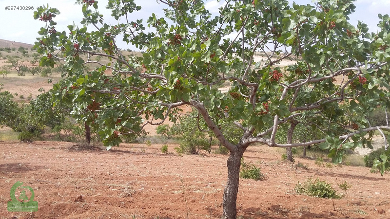 çağrı gayrimenkuldan nizip kocatepe satılık 11.000m2 fıstıklık