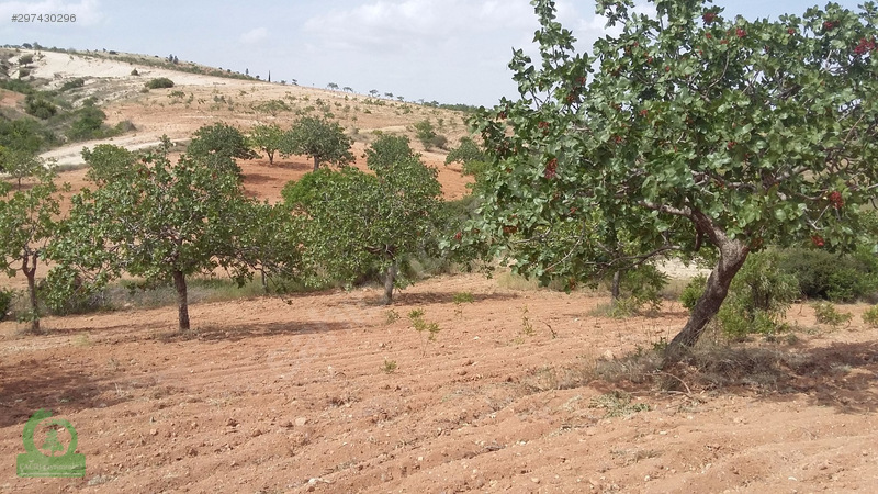 çağrı gayrimenkuldan nizip kocatepe satılık 11.000m2 fıstıklık