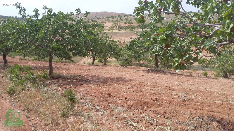 çağrı gayrimenkuldan nizip kocatepe satılık 11.000m2 fıstıklık
