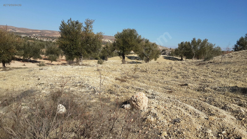 otobana sıfır zeytinlik satılık.