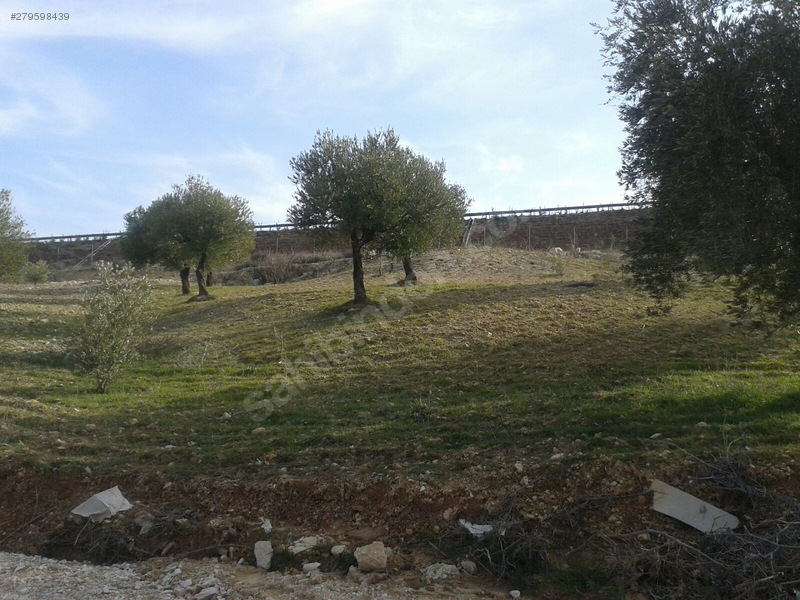 otobana sıfır zeytinlik satılık.