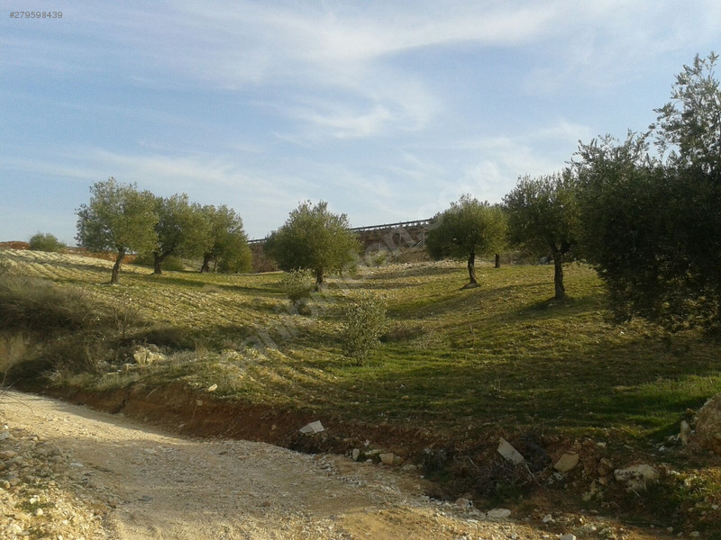 otobana sıfır zeytinlik satılık.