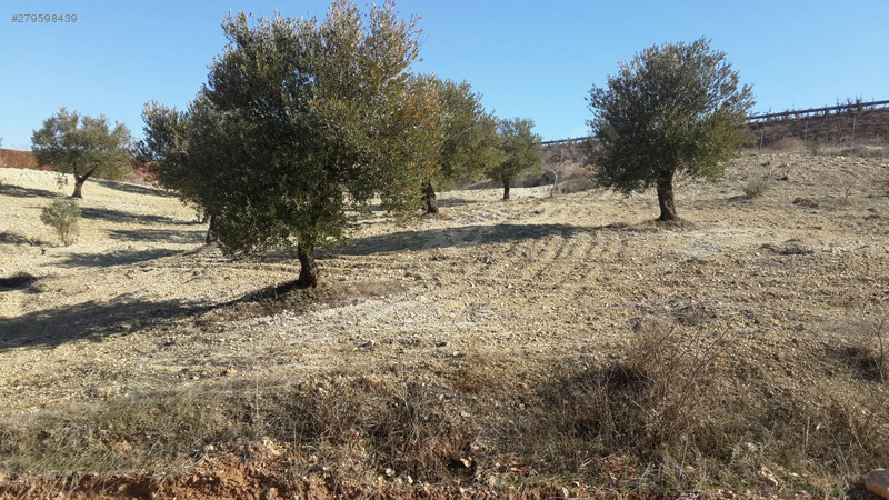 otobana sıfır zeytinlik satılık.