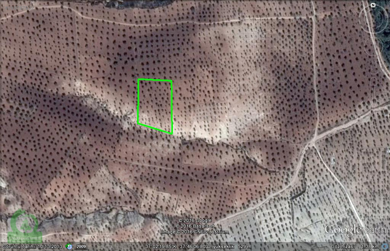 çağrı gayrimenkuldan nizip kızılcakente satılık 5900m2 zeytin