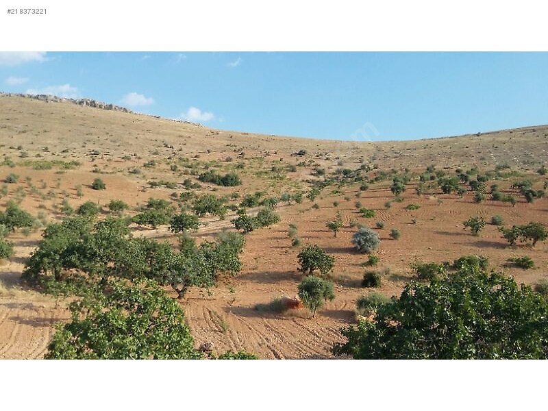 Kocatepede satlik 50 dönüm fistik zeytin