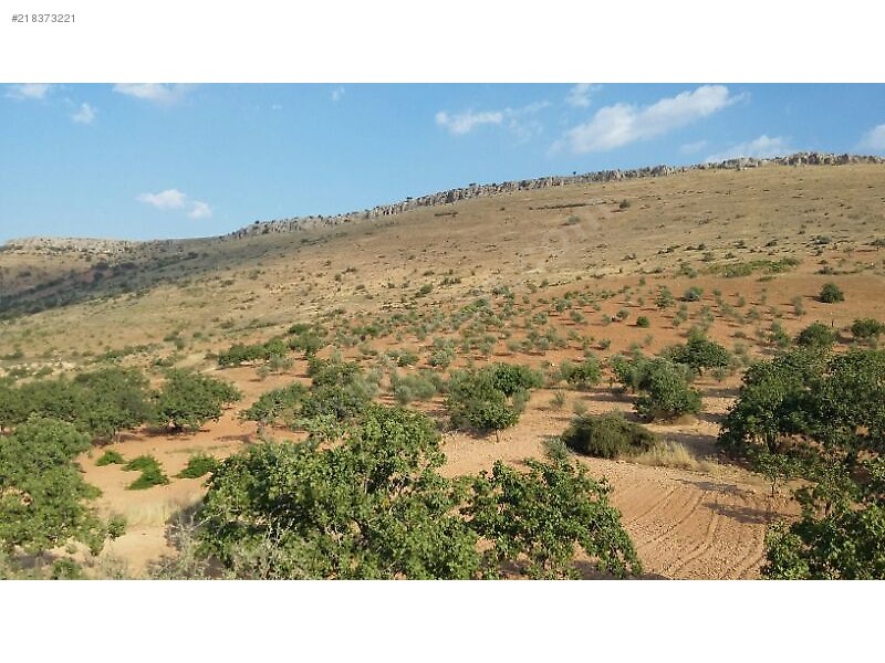 Kocatepede satlik 50 dönüm fistik zeytin