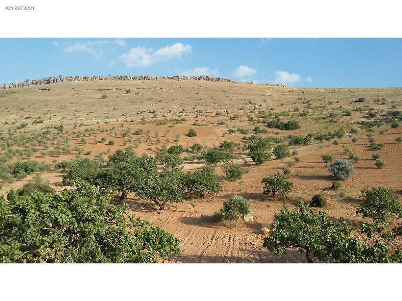 Kocatepede satlik 50 dönüm fistik zeytin