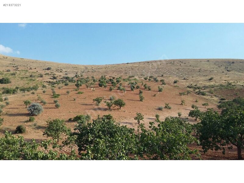 Kocatepede satlik 50 dönüm fistik zeytin