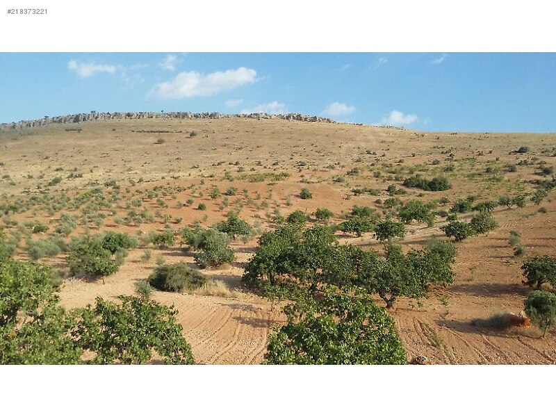 Kocatepede satlik 50 dönüm fistik zeytin