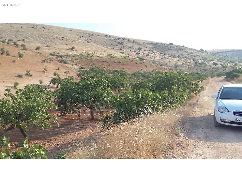 Kocatepede satlik 50 dönüm fistik zeytin