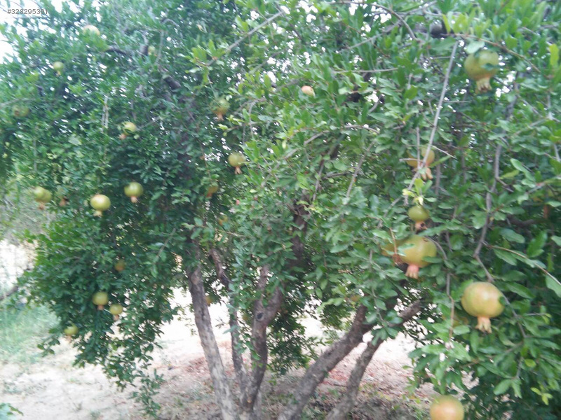 Satilik bağ evi