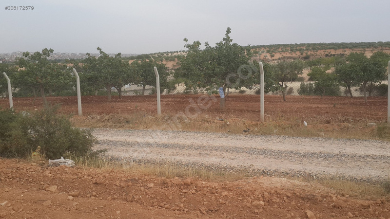Uygar emlaktan satlik fistiklik 6100 m2