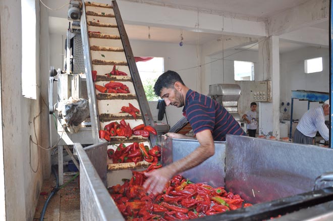 Salçalik biber heyecani başladi
