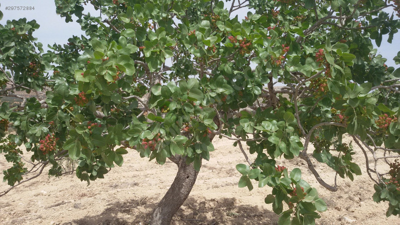 Kocatepede mükemmel fistik zeytin bahçesi