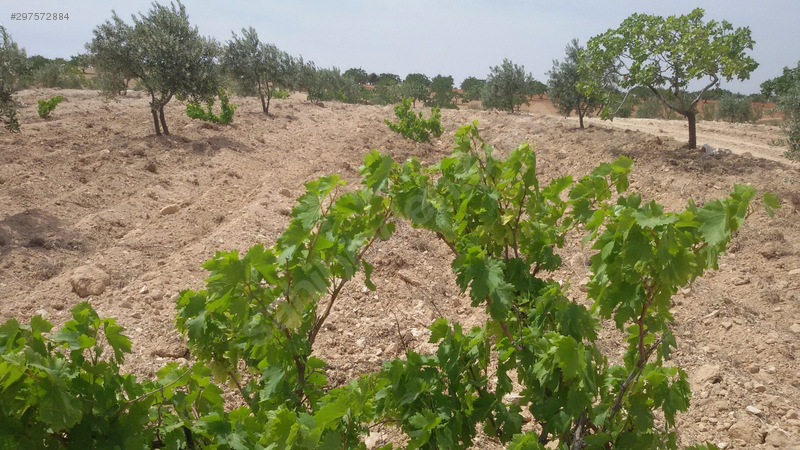 Kocatepede mükemmel fistik zeytin bahçesi
