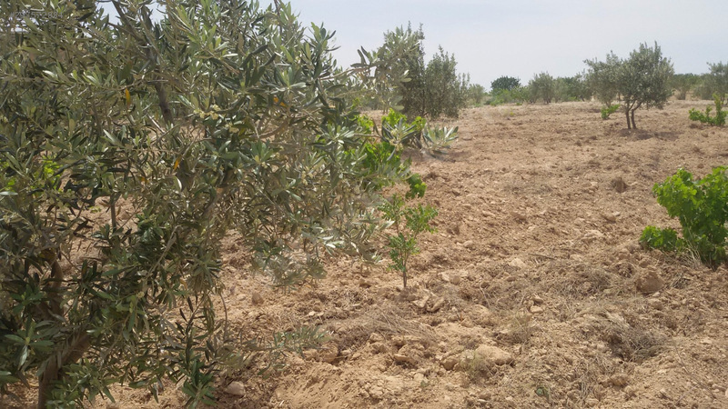 Kocatepede mükemmel fistik zeytin bahçesi