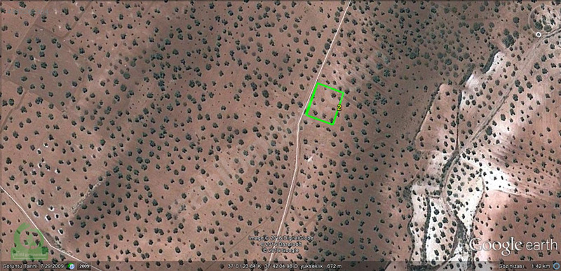 çağrı gayrımekuldan nizip kocatepede satılık 1200m2 zeytin 35.00