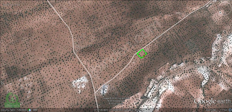 çağrı gayrımekuldan nizip kocatepede satılık 1200m2 zeytin 35.00