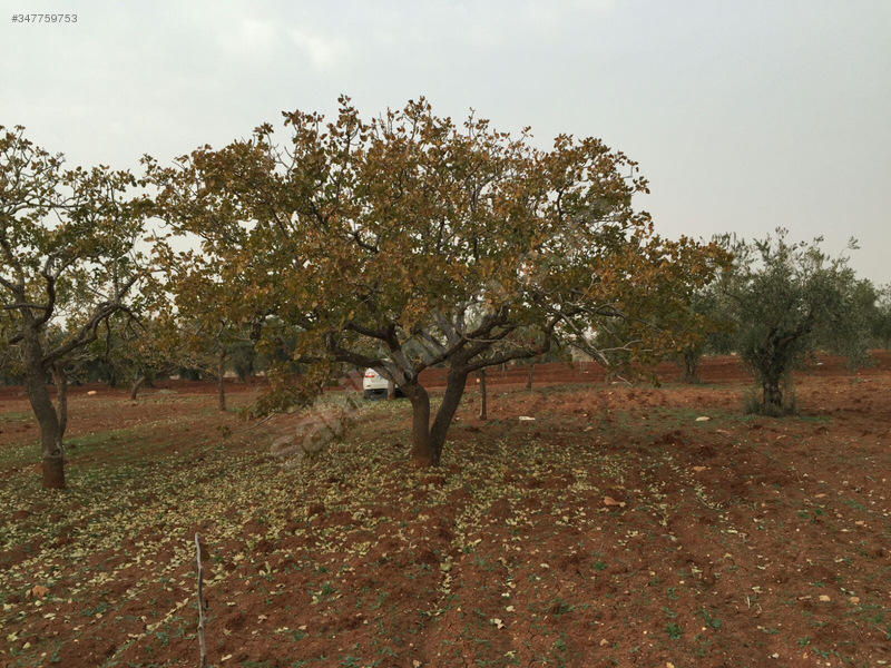 Sahibinden Hasılatlı Bahçe