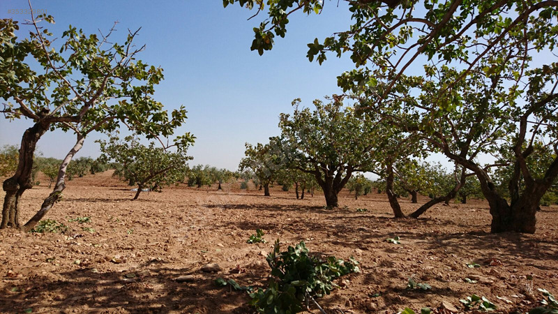 Nizip Günaltı da Fıstık Tarlası