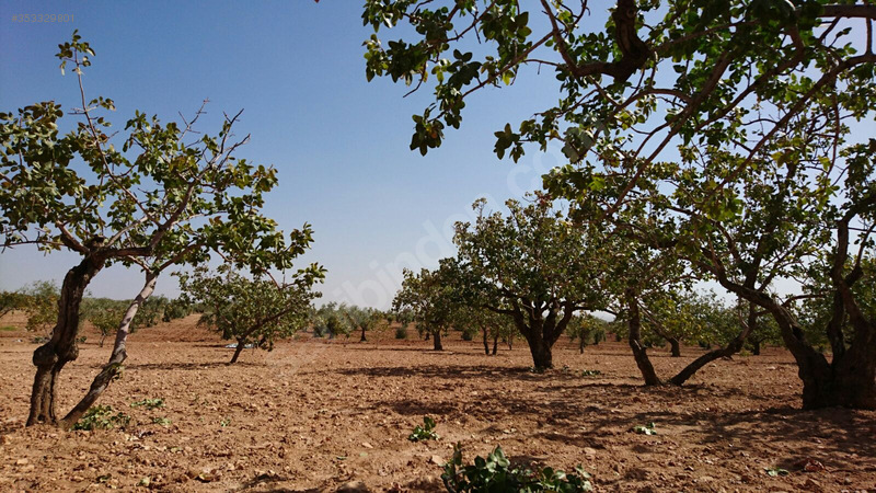 Nizip Günaltı da Fıstık Tarlası