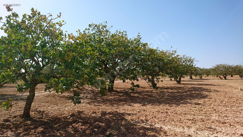Nizip Günaltı da Fıstık Tarlası