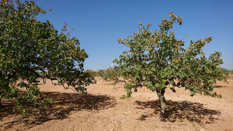 Nizip Günaltı da Fıstık Tarlası