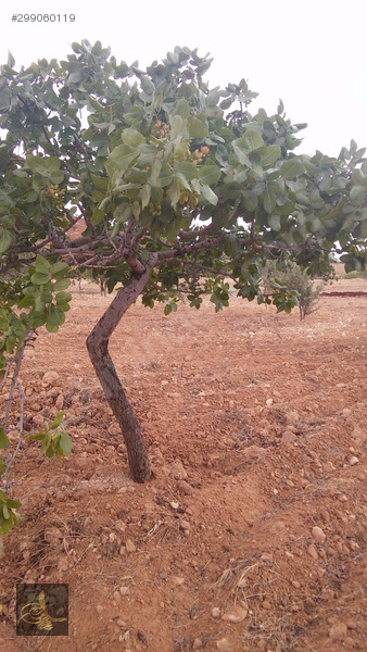 kocatepede satlık fıstıklık