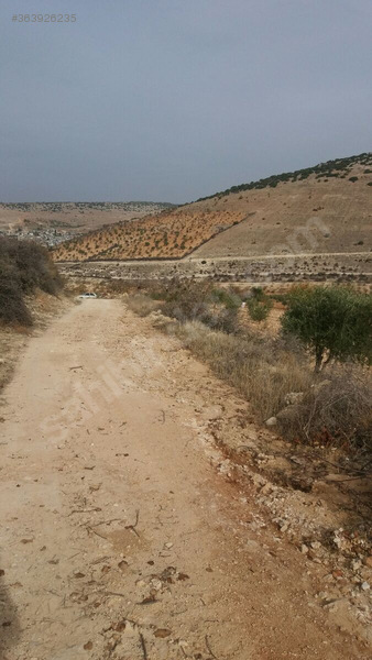 Fistik ve zeytin bahçesi