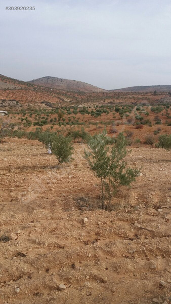 Fistik ve zeytin bahçesi
