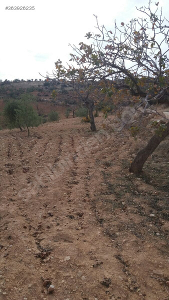 Fistik ve zeytin bahçesi