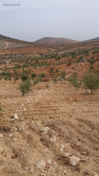 Fistik ve zeytin bahçesi