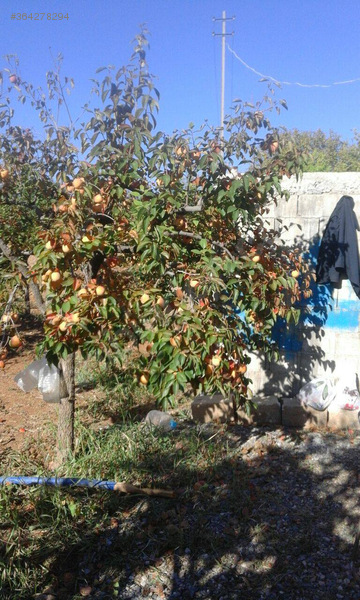 Satilik hurma bahçesi
