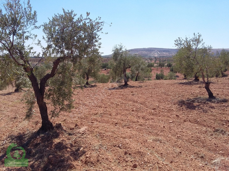 çağrı gayrimenkuldan nizip kızılcakente satılık 5900m2 zeytin