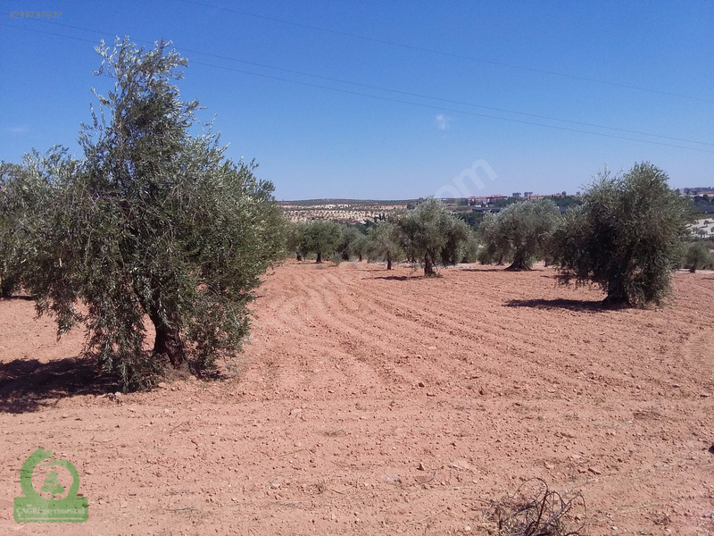 çağrı gayrimenkuldan nizip kızılcakente satılık 5900m2 zeytin