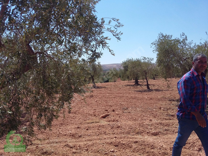 çağrı gayrimenkuldan nizip kızılcakente satılık 5900m2 zeytin