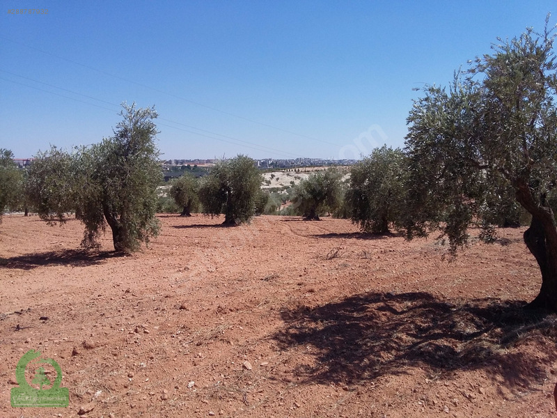 çağrı gayrimenkuldan nizip kızılcakente satılık 5900m2 zeytin